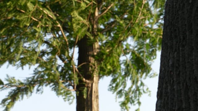 Green tree branches against a clear sky on a sunny day