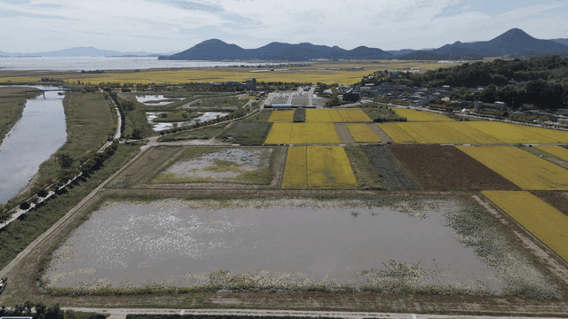 Farmland with wide rice paddies by river
