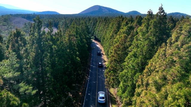 Scenic road through a dense forest