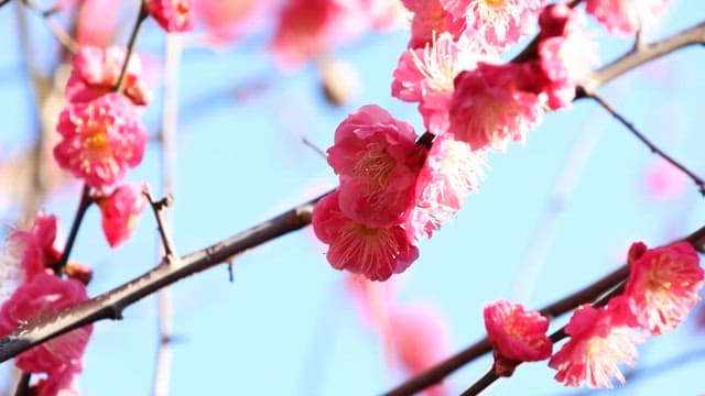 Pink Ume Flower on a Tree Branch Under Blue Sky