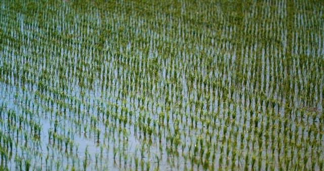 모내기가 이루어진 논의 풍경