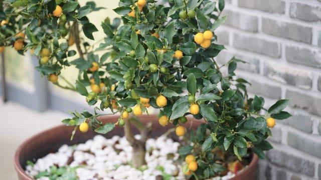 Potted citrus tree with ripe fruits