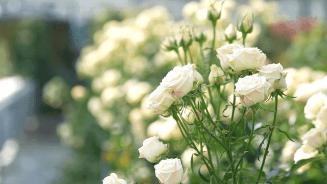 White roses blooming in a garden