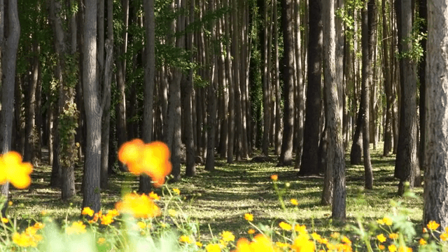 A serene forest with blooming flowers
