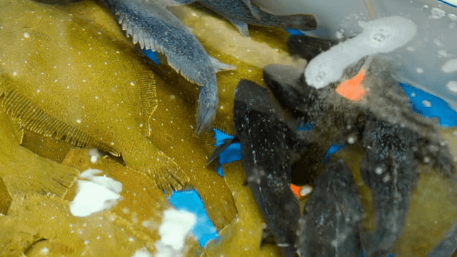 수조 속 다양한 물고기