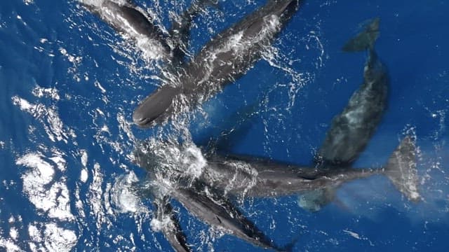 Group of sperm whales swimming in the ocean