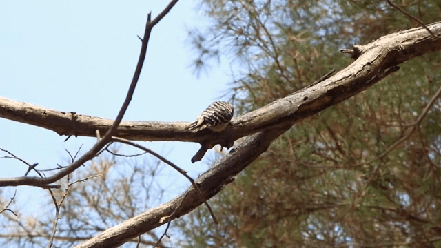 Bird perched on a tree branch