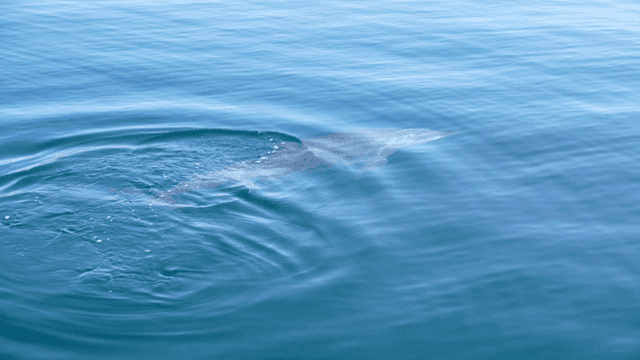 Dolphins swimming in clear blue water