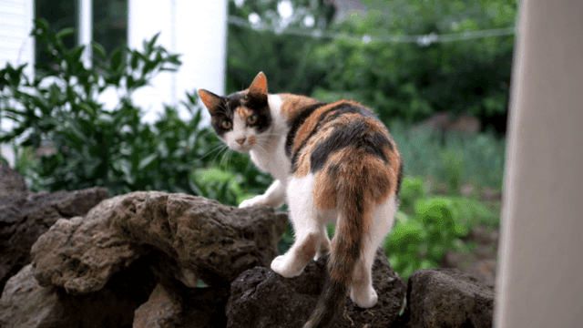 Curious cat on a garden rock