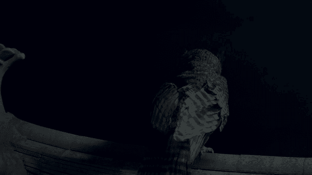 밤에 지붕 위에 앉아 있는 올빼미