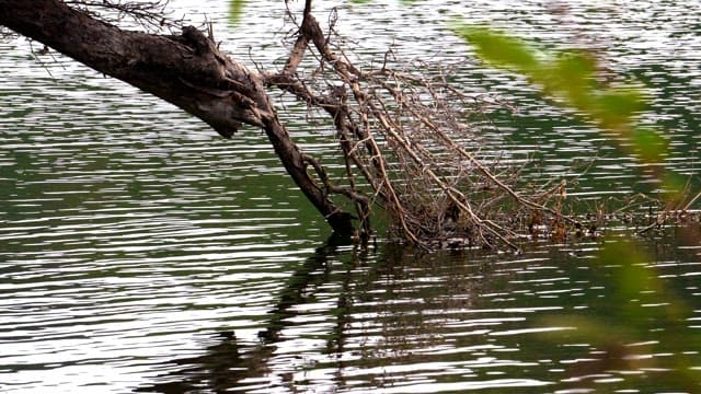 Fallen branch in calm lake water surrounded by greenery