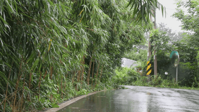 비가 오는 나무가 늘어선 길