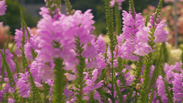 Vibrant pink flowers blooming in garden