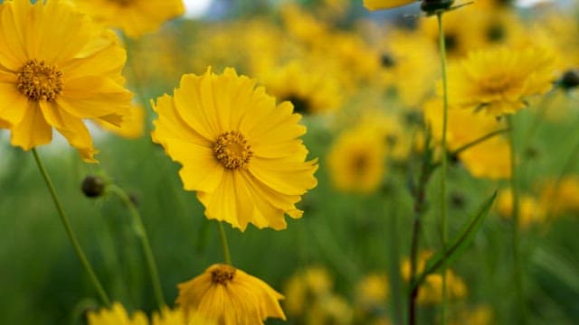 Vibrant Yellow Flowers Blooming in Field