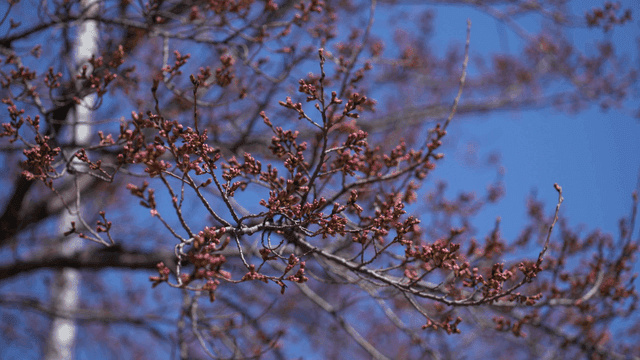 Small pink flowers blooming on branch