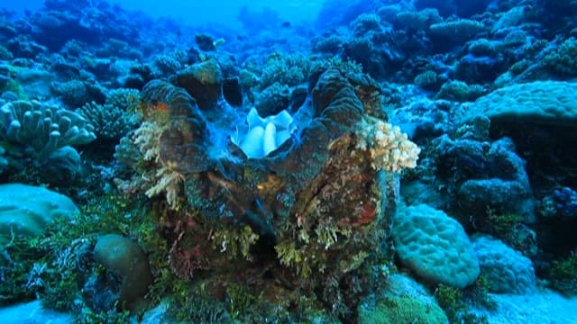 Serene Giant Clam on a Coral Reef