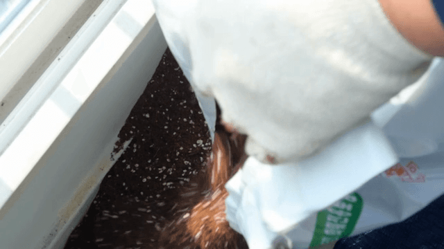 실내에서 화분에 흙을 붓는 모습