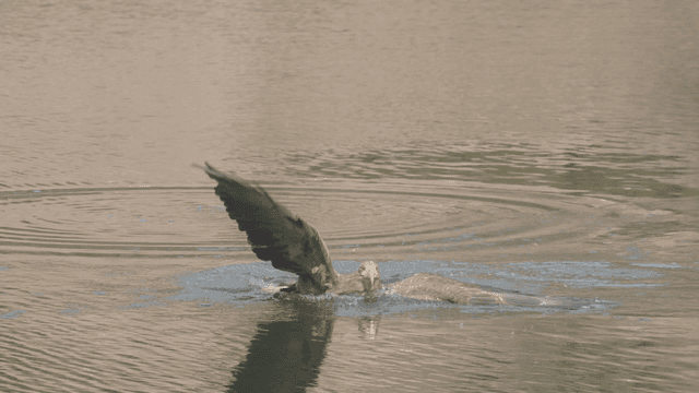 White-tailed eagle fallen into calm lake