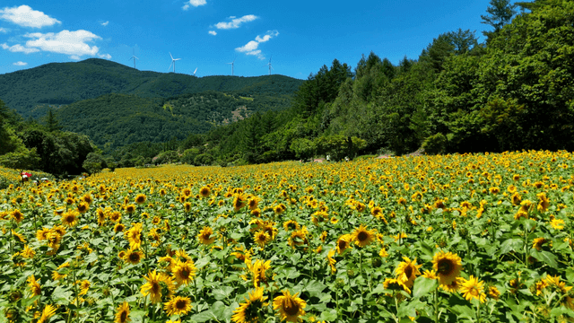 Wide sunflower field under clear sky.