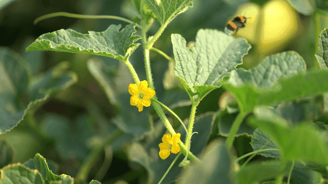 Bumblebees pollinating yellow flowers