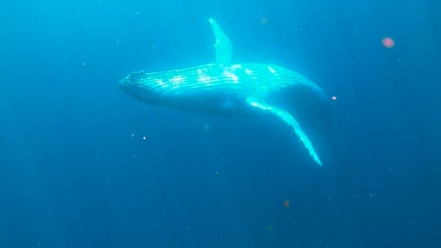 Whale swimming gracefully underwater