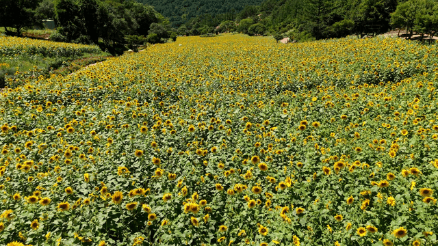 Sunflower field under clear sky