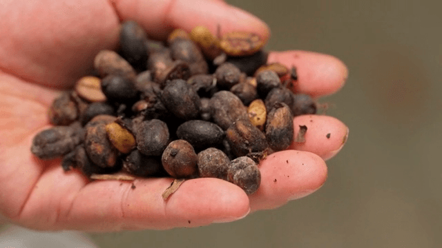 생커피콩을 손에 들고 있는 모습