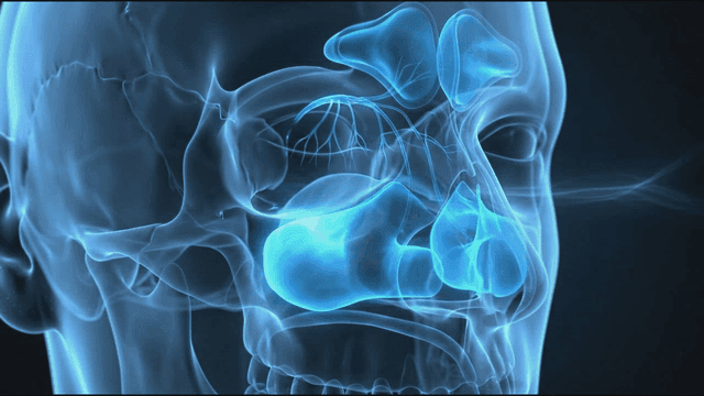 Detailed view of human nasal cavity through which breathing occurs