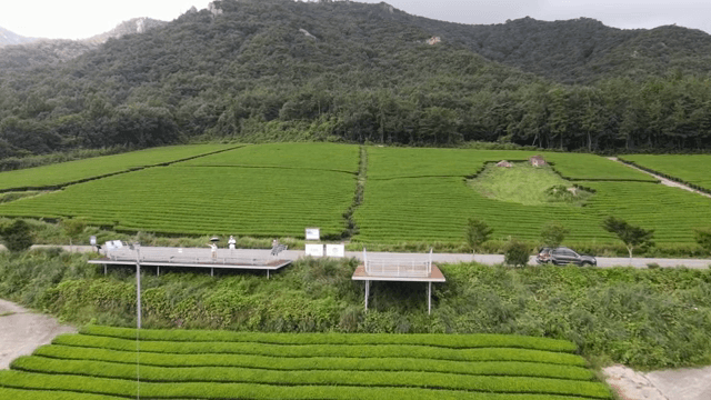 산을 배경으로 한 푸른 녹차밭