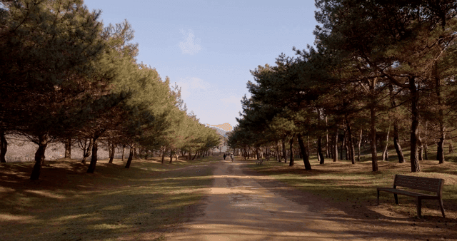 멀리 걷는 사람들이 있는 고요한 숲길