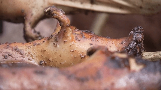 불 위에서 꼬치에 기니피그를 굽는 모습