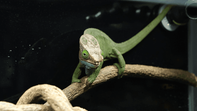 Chameleon on branch inside terrarium