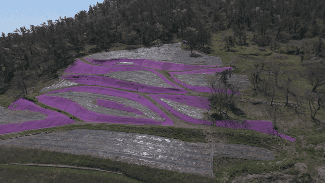 Purple-covered fields near a forest