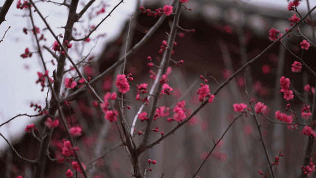 Pink blossoms on tree branches
