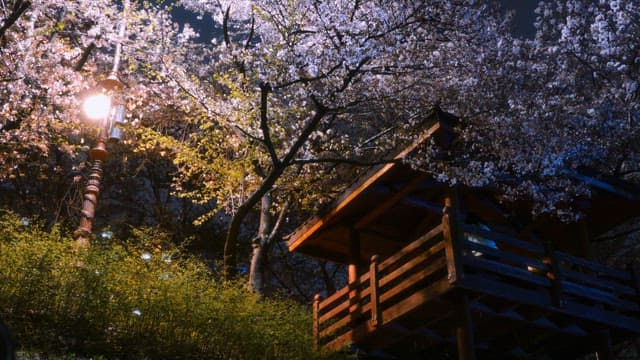 Cherry blossoms and a wooden pavilion at night