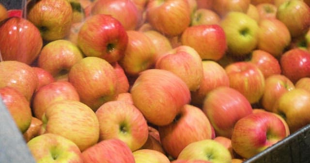 Apples Being Washed in an Automated Machine