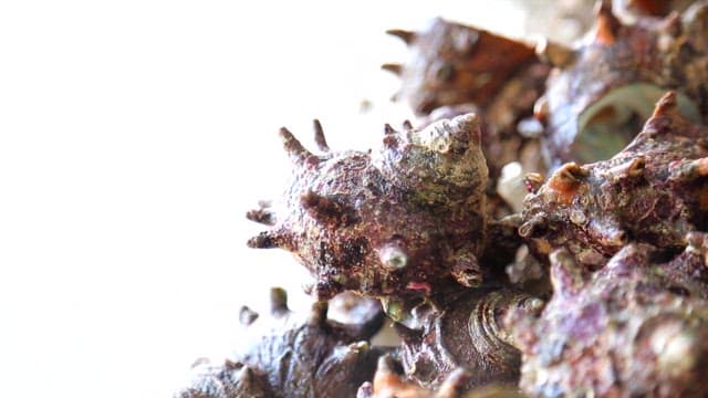 딱딱한 표면에 있는 뿔소라의 근접 촬영