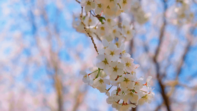 가지에 만개한 벚꽃