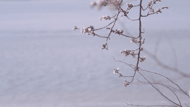 Cherry blossoms by the tranquil lake