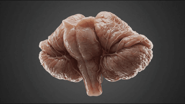 Detailed view of a human brain model