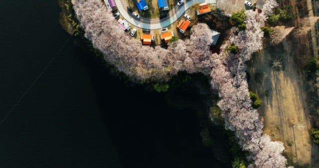 벚꽃이 만발한 호수 옆의 아름다운 캠핑장
