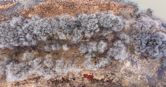 나뭇잎이 없는 겨울 나목으로 가득해 황량한 눈 덮인 숲