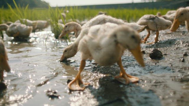 Ducks Foraging in Shallow Wetland Waters