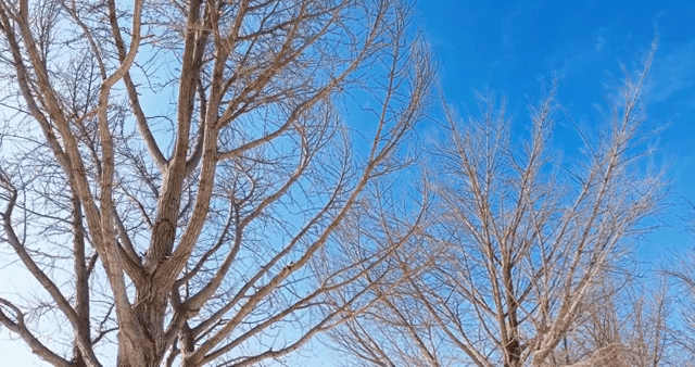 Bare trees against a clear blue sky