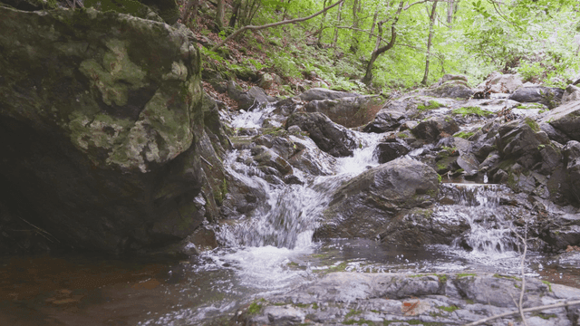 바위가 있는 고요한 숲 속 계곡