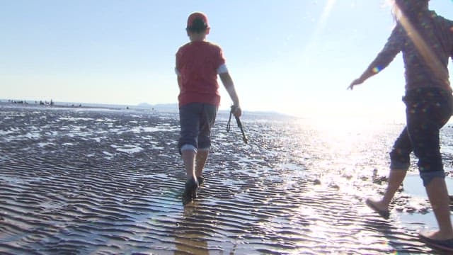 People Collecting Cams on a Mudflat on a Sunny day