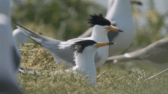 Seabirds resting on a grassy area