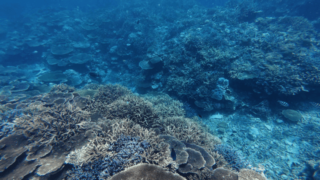 Vibrant coral reef teeming with marine life