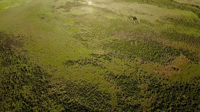 Expansive green landscape with vegetation