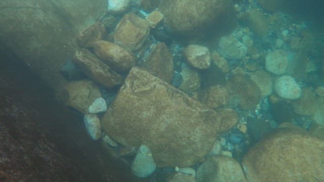 물 속을 헤엄치는 작은 물고기들